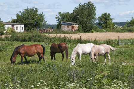horses grazing on a pastureの写真素材