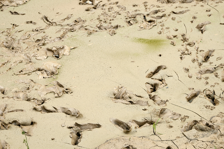 Dog print on silt.の写真素材