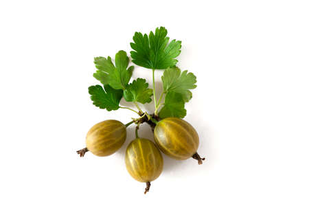 Fresh green gooseberries isolated on white background closeup.の写真素材