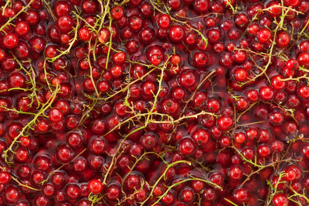 Ripe red currant berries in water as a background