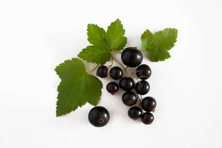 Fresh, nutritious and delicious black currant with leaves isolated on a white backgroundの写真素材