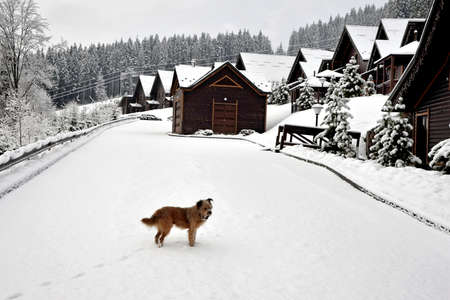 The first snow fell, the beginning of winter. Dog stands in deep snow.の写真素材