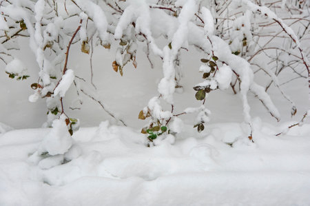 White snow on a green leaf. Green leaves on shrubs covered with snowの写真素材