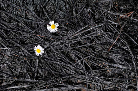 Daisies (Bellis) that grew up on the earth which is filled in with oil after accident. Nature pollution, selective focus.の写真素材