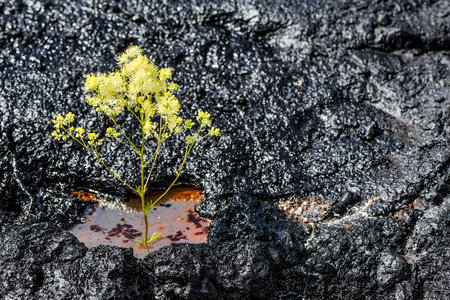Wild flower on contaminated oil fields, ecological catastrophe.の写真素材