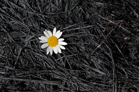 Lonely chamomile that grew up on the earth which is filled in with oil after accident. Nature...