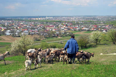 Herd of goats with a shepherd comes back from pasture near the cityの写真素材