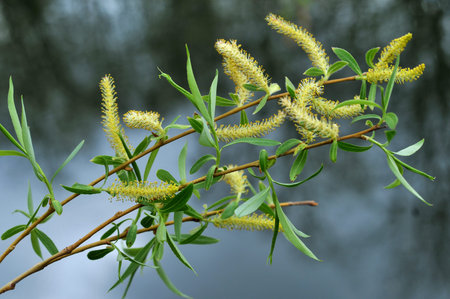 Palm Sunday. Branches of a blossoming willow in the spring. Selective focus