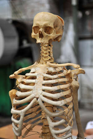 A human skeleton, a training dummy.の写真素材