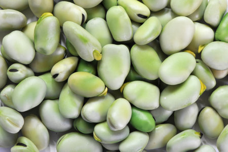 Raw broad beans (Vicia faba) are scattered as a background.の写真素材