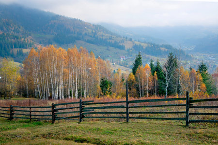 An autumn birch grove in the middle of the mountains in the Carpathians. Ukraine.の写真素材