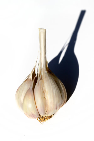 One head of winter garlic with side lighting on a white background