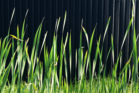 Front view sedges (Carex) grass leaves on a dark background.