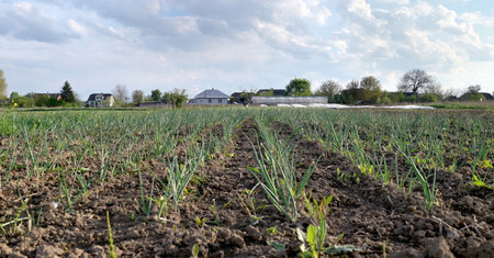 Growing onions in the fields of the farmの写真素材
