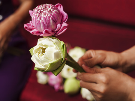 Pink and white lotus flowers in woman handsの写真素材