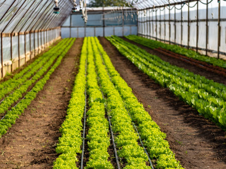 panoramic view of raws fresh green different kindof salad in organic green house farm. High quality...