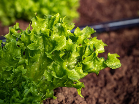 Close up view of fresh green curly salad in organic green house. High quality photo