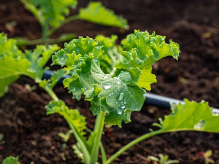 Close up Side view of leaves fresh green curly salad with drops of pure water in organic green house. High quality photoの写真素材