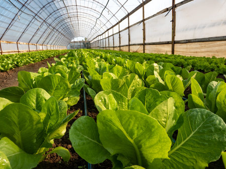 Close up Bottom view of raws fresh green salad in organic green house. High quality photoの写真素材