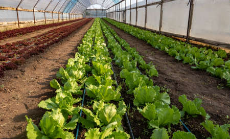 Side view of raws of fresh red green lettuce salad in organic green house farm. High quality photoの写真素材