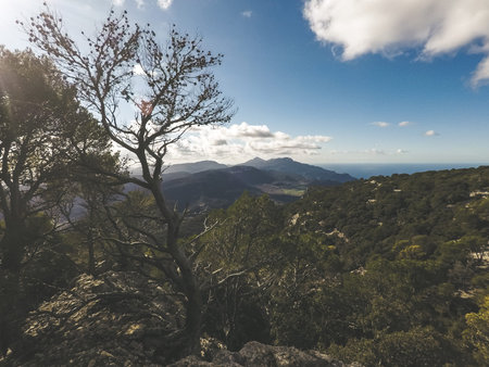 Green mountain forest West coast of Mallorca