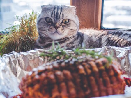 Baking tray with raw meatloaf on table. Cooked spicy pork meat roulade prepared to roast, marinated with spices and herbs on black slate plate, close-upの写真素材