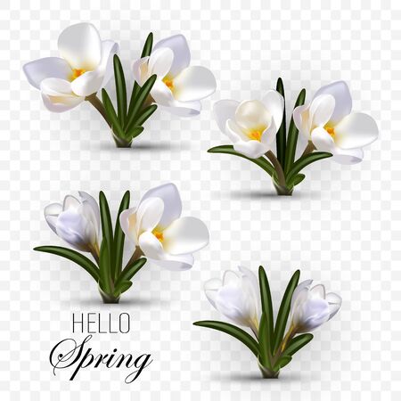 Set of flowering crocus bushes. Spring design element for cards, posters.のイラスト素材