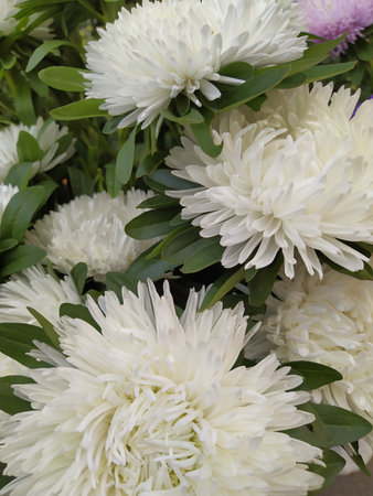 natural Aster flowers , Beutifull Growing white Aster flowers garden