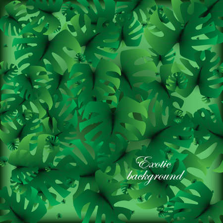 Monstera plant pattern on a white background.Vector leave plant such as monstera.Endless texture for tropic,exotic design.のイラスト素材