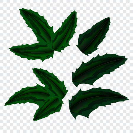 Holly green leaves Winter holiday decoration, New Year label design. on a transparent background.のイラスト素材