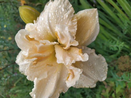 Luxury flower daylily in the garden . The daylily is a flowering plant in the genus Hemerocallis. Edible flower. Daylilies are perennial plants.の写真素材