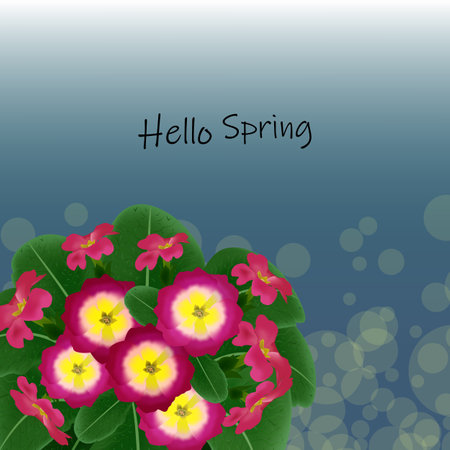 Bouquet of pink primroses against the background of green foliage, hello springのイラスト素材