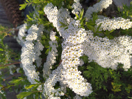 White flowers of spirea against the background of green foliage, ornamental shrubの写真素材