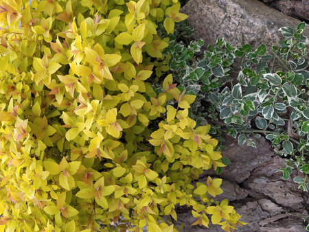 Spirea bush with bright yellow-orange leaves, ornamental shrub in the garden
