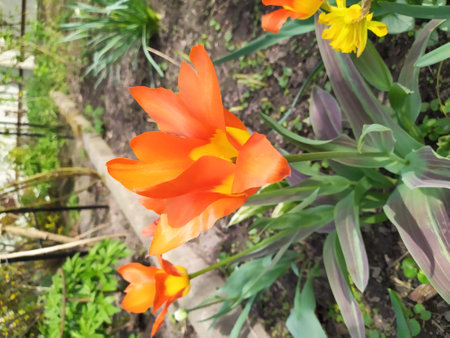 Bright orange tulip flowers in the garden bloom luxuriantly in spring.の写真素材