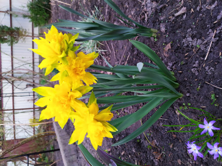 Yellow daffodil opened its flowers in the gardenの写真素材