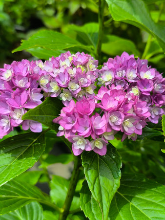 Inflorescence with purple flowers of Hydrangea on a background of green leavesの写真素材