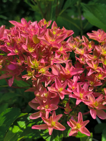 Inflorescence with pink flowers of hydrangea on a background of green leaves.の写真素材
