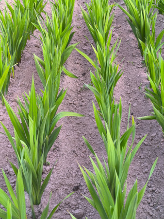 Young green gladiolus sprouts, planting gladiolus in rows.の写真素材