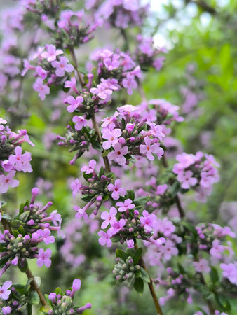 Branch with lilac-colored flowers Buddleja , ornamental shrub in the garden.