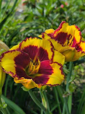 The yellow and red flowers of the daylily bloomed on a summer day in the garden against a backdrop of green leaves.の写真素材