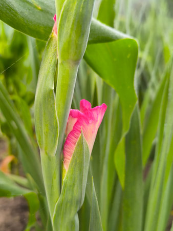 A delicate pink gladiolus bud opened on a summer day in the garden.の写真素材