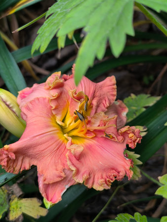 A delicate orange-colored daylily blooms in the garden in summer.の写真素材