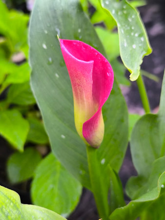 A pink Zantedeschia flower bloomed on a summer day in the garden against a backdrop of green leaves.の写真素材