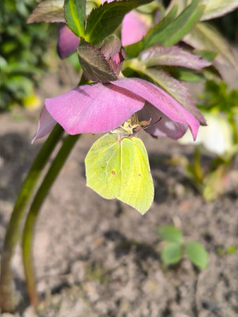 Spring flowers have bloomed in the garden: a Helleborus flower with a yellow butterfly.の写真素材