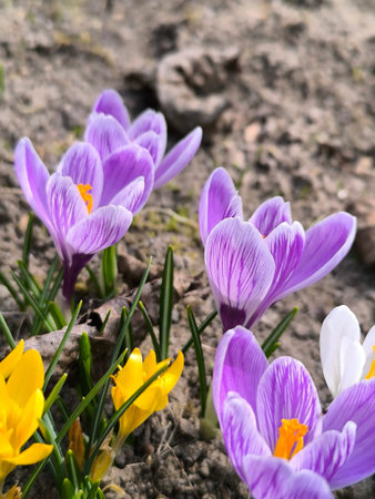 Spring flowers were blooming in the garden, crocuses with stripes and blue flowers