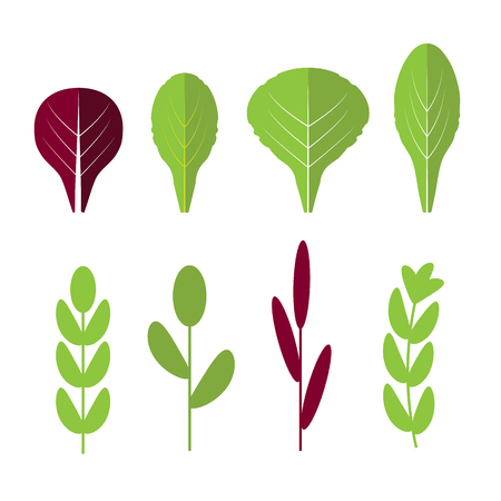 Salad ingredients. Leafy vegetables vector flat icons set. Organic and vegetarian, borage and radichioのイラスト素材