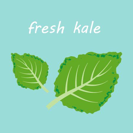 Fresh kale vector illustrationのイラスト素材