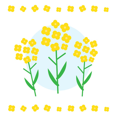 Canola flower vector illustration. Canola flower concept in flat style. Canola flowersのイラスト素材