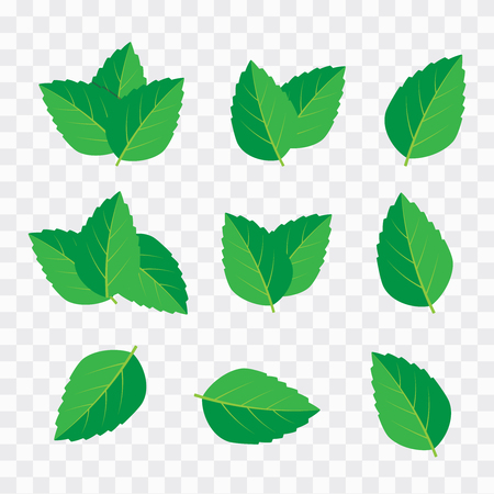 Vector menthol healthy aroma. Mint leaves vector logoのイラスト素材